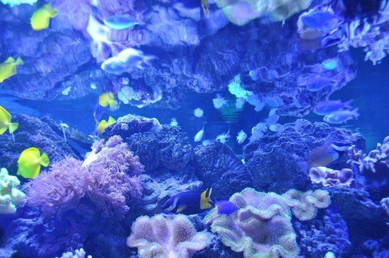 Oceanarium Sea Fairy Tale